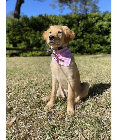 Lionet Paws Dog Bandana | Triangular Headscarf for Small Medium & Large Dogs | Pink Checkered | Pack of 1 - Buy Online on SooperMarket.com