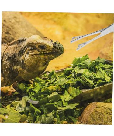 HAPINARY Reptile Feeding Clip Feeding Tools Aquarium Tongs Extra Long Silver Stainless Steel - Buy Online on SooperMarket.com