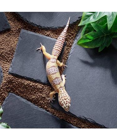 Lezevn 2Pcs Slate Reptile Basking Platform Tortoise Rock Plate Feeding Food Bowl Dish Feeding Slate Grinding Nail Landscape Habitat Decor - Buy Online on SooperMarket.com