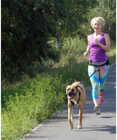DINGO Canicross Belt 4-in-1 | Universal Adjustable Hands-Free Dog Walking Belt | Reflective Multifunctional | Running Sports Jogging Training | Black Waist Belt (12780-2) - Buy Online on SooperMarket.com