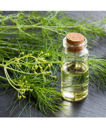 Outsidepride Fennel Herb Garden Plant - Bulb, Foliage & Seed for Cooking - 1oz - Buy Online on SooperMarket.com