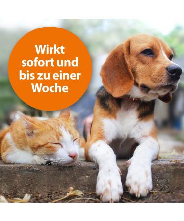 ARDAP Ticks and Flea Powder 150g for Dogs & Cats | Effective Pest Protection Against Fleas Ticks Lice & Mites - International Shipping Available - Buy Online on SooperMarket.com