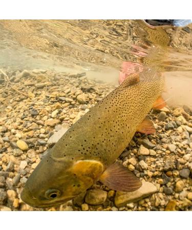 Rio Fly Fishing Fluoroflex Trout Leader 9ft - 6X - 3 Pack - Buy Online on SooperMarket.com