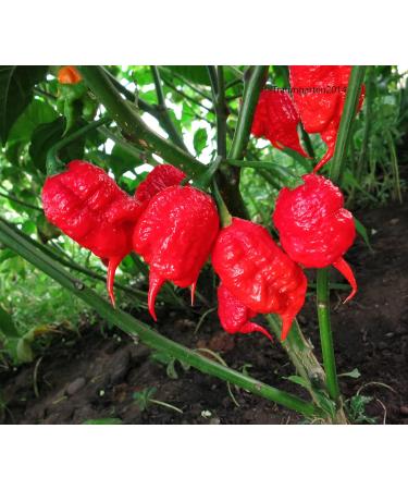Chili Set: 20 Unique Varieties of Hot & Spicy Pepper Seeds - Worldwide Shipping - Buy Online on SooperMarket.com