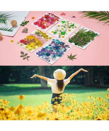 Dried Pressed Flowers 170+ Pcs - Bulk Natural Floral Fillers for Resin Crafts & Jewelry - 5 Color Set - Buy Online on SooperMarket.com