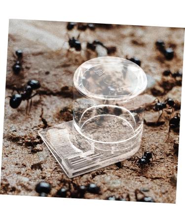 GRIRIW Pet Water Feeder Ant Water Feeders Ant Waterer Cup Water Feeding Cup for Ant Nest Clear Ants Feeder Ant Keeper Tools Ant Feeding Cup Ant Watering Cup Ant Keeping Ant Bottle Feeder - Buy Online on SooperMarket.com