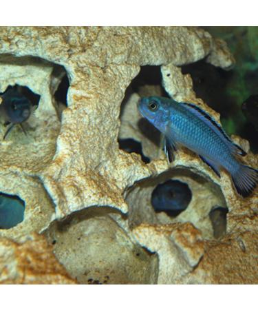 Hole Rock Aquarium Decoration - Lake Malawi S-Shape 39x13x17 cm Beige | International Shipping Available - Buy Online on SooperMarket.com