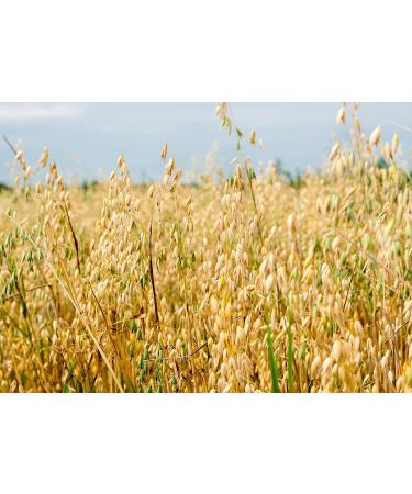 Whole Grain Oat Flour 4 Pounds - Vegan, High Fiber & Protein, Perfect for Baking Muffins, Cakes, Bread - Bulk Packaging - Buy Online on SooperMarket.com