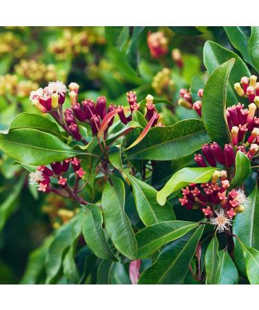 Buy Pranarom Clove Bud Essential Oil 5ml - Natural Aroma & Wellness - Buy Online on SooperMarket.com
