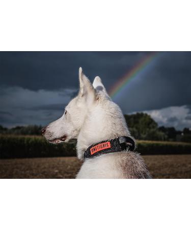 OneTigris Dog Collar with Metal Buckle for Dogs - Durable Black Collar (Medium) - International Shipping Available - Buy Online on SooperMarket.com