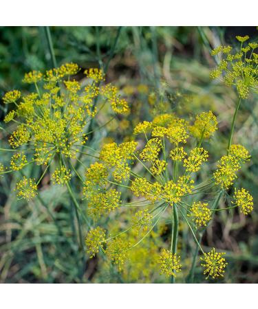 Outsidepride Fennel Herb Garden Plant - Bulb, Foliage & Seed for Cooking - 1oz - Buy Online on SooperMarket.com