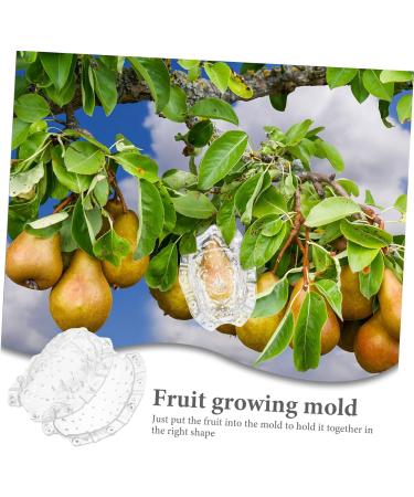BCOATH Forming Vegetable Tool Clear Gardener Ginseng for Decorative Watermelon Transparent - Buy Online on SooperMarket.com