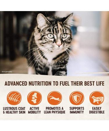 Wellness CORE Grain-Free Dry Cat Food - Turkey & Chicken Recipe, High Protein, Natural, 5lb - Buy Online on SooperMarket.com
