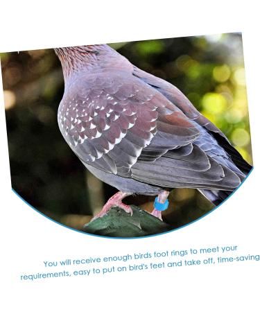 FRCOLOR 200 Pcs Pigeon Anklet Plastic Tags Chicken Foot Bands Dove Pigeon Foot Bands Baby Chicken Foot Ring 1X1X0.8CMx2pcs Bluex2pcs - Buy Online on SooperMarket.com