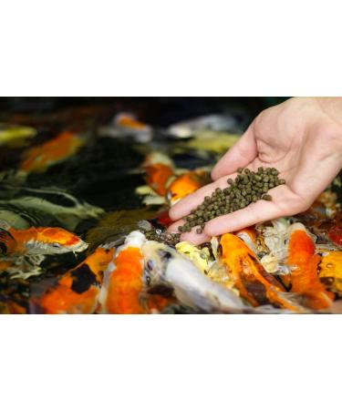Nutramare Koi360 Swim 1.2kg - Premium Summer Koi Food | 40% Protein & Spirulina for Vibrant Colors | Ideal Growth Solution - Buy Online on SooperMarket.com
