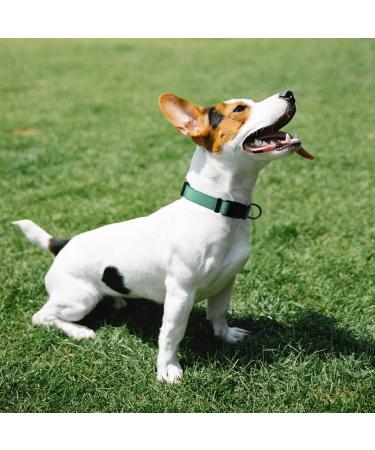 Audwud Thick Nylon Neck Band Dog Collar - Adjustable Classic Design for Small Medium & Large Dogs | M Size: 37-54 cm | Available in Multiple Colors - Buy Online on SooperMarket.com