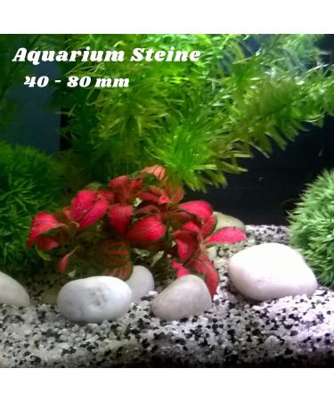 VELLES Pebbles for Painting Large Garden Stones White Natural Rock for Paint Rocks Marble Gravel to Decorative Stone Aquarium Decor Polished Pebble Art Scottish Cobbles for Pond - 1.9kg (40-80mm) 40-80 mm (WeiÃ) - Buy Online on SooperMarket.com