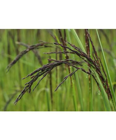Black Rice 3 Pounds - Whole Grain, Kosher, Vegan & Nutty-Sweet Flavor - Rich in Antioxidants & Fiber - Ideal for Stir-Fries, Salads & Pudding - Buy Online on SooperMarket.com