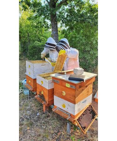 Award Winning Bee Pollen Infused Honey 240g (1 Star Great Taste Award 2022) - Buy Online on SooperMarket.com