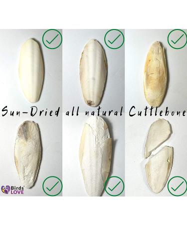 Pack of 4 Medium Cuttlebones for Birds, Tortoise, Snails, and Parakeets - Calcium Block Alternative for All Breeds - 3.5 to 4 Inches - Buy Online on SooperMarket.com