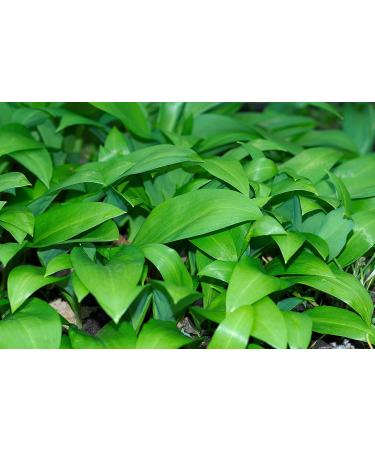 Bresc Wild Garlic Pesto - 3x450g | Flavor-Intensive Herbal Mixture for Cold & Warm Dishes - International Shipping Available - Buy Online on SooperMarket.com