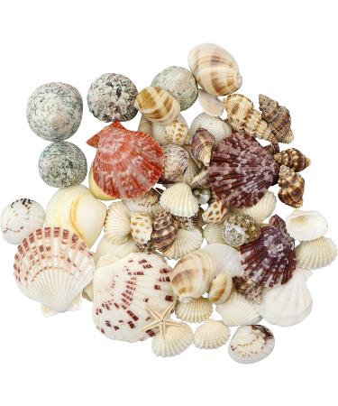 100+ Pcs WEOXPR Mixed Sea Shells & Starfish - Beach Themed Decor for Fish Tank, Vase Fillers, Wedding, Crafts & Home Decor - Buy Online on SooperMarket.com