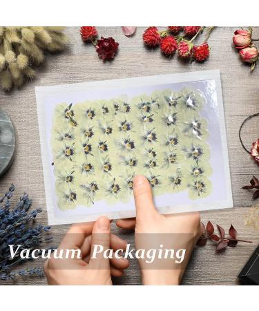 Dried White Pansy Flowers - 60 pcs for Resin Art, Jewelry, Candle Making & Crafts - Buy Online on SooperMarket.com