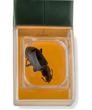 Carson BugView Quick-Release Bug Catching Tool and Magnifier - Ideal for Children and Adults - Kids Bug Catcher 1 - Buy Online on SooperMarket.com