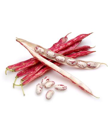 Hunza Organic Cranberry Beans - 2 lbs | Premium Quality, Pack of 1 - Buy Online on SooperMarket.com