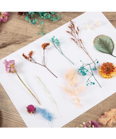 Pressed Dried Flowers Kit with Tweezers - Colorful Real Dried Flowers for Resin Jewelry DIY - Buy Online on SooperMarket.com