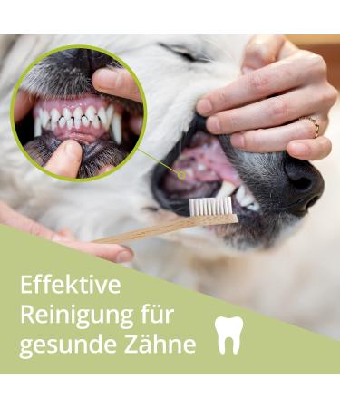 Buy Bamboo Toothbrush for Dogs & Cats - 2 Pack | 100% BPA-Free Dental Care for Clean Teeth & Environment - Buy Online on SooperMarket.com