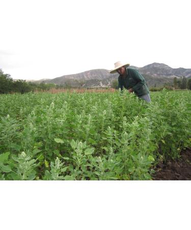 4 x 500 g Quinoa white organic - Buy Online on SooperMarket.com