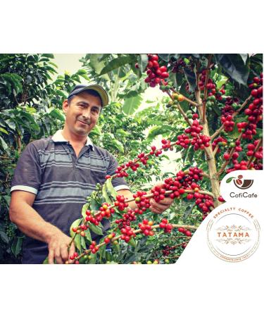 CofiCafe 6 Lbs Specialty Colombian Unroasted Green Coffee - Tatama Valle del Cauca (SCA 87) - Buy Online on SooperMarket.com