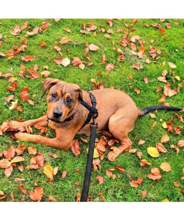 Toozey Adjustable Long Line Leash 10m Black - Non-Slip Recall Lead for Tracking, Camping, and Play | Padded Handle, Storage Bag | Robust Dog Training Lead - Buy Online on SooperMarket.com