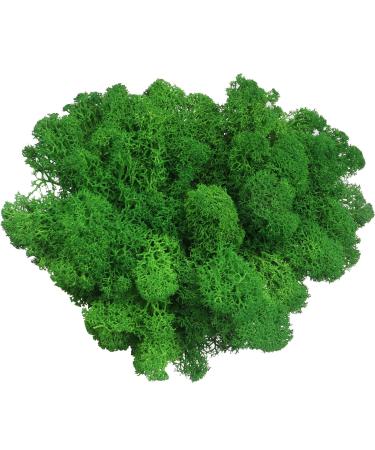 AMEICE Moss Preserved Reindeer Forest Moss Naturally Preserved Prefect Decor for Fairy Gardens, Terrariums, or Any Craft or Floral Project (Green Reindeer Moss)