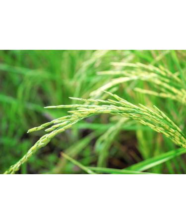 Organic Long Grain Brown Rice - 8 lbs | Whole Grain Raw Unpolished Kosher Vegan | Nutty Flavor & Chewy Texture | High Dietary Fiber | Ideal for Salads & Pilafs - Buy Online on SooperMarket.com