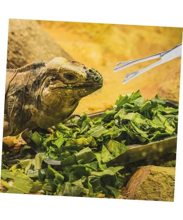 BCOATH Reptile Feeding Clip Lizard Stuff Feeding Tongs Snake Tongs Stainless Steel Silver - Buy Online on SooperMarket.com