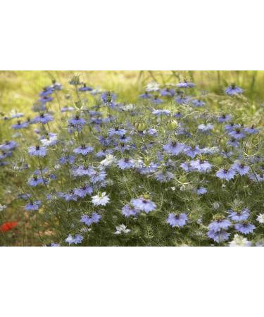 SAFLAX Organic Black Cumin Seeds (Nigella Sativa) - 300 Seeds for Gardening - Buy Online on SooperMarket.com