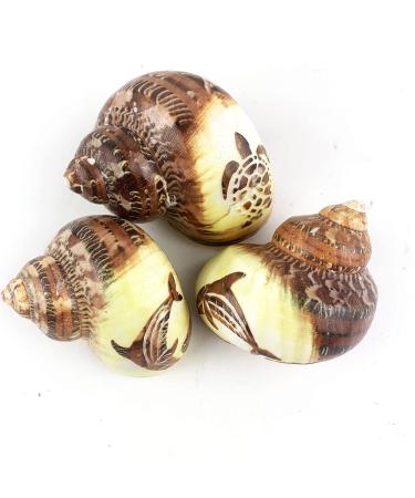 Worlds 3 PC Assorted Turbo Petholatus Carved Sea Shells Hermit Crab Shells 2"-2-1/2"Inch