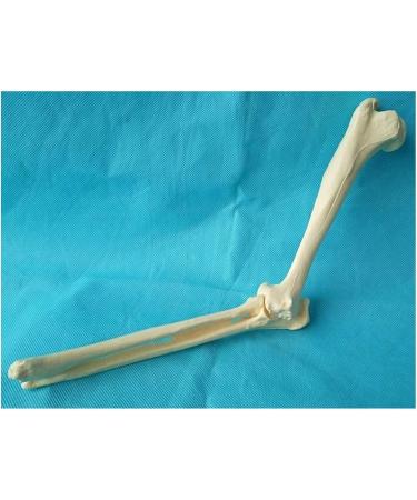 Elbow Joint Model of Dog SSkeleton Bone Model of Dog Ulna Humerus Radial Model - Buy Online on SooperMarket.com