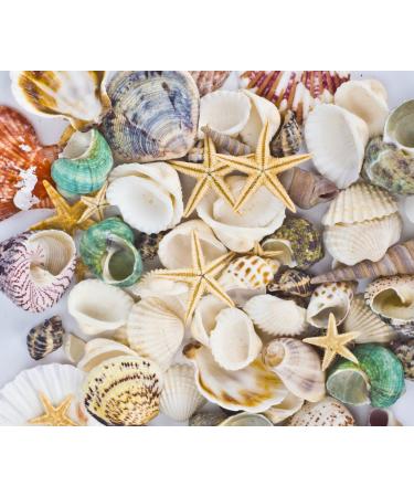 Famoby Sea Shells Mixed Beach Seashells Starfish for Beach Theme Party Wedding Decorations DIY Crafts Candle Making Fish Tank Vase Fillers Home Decorations Supplies 70+ pcs