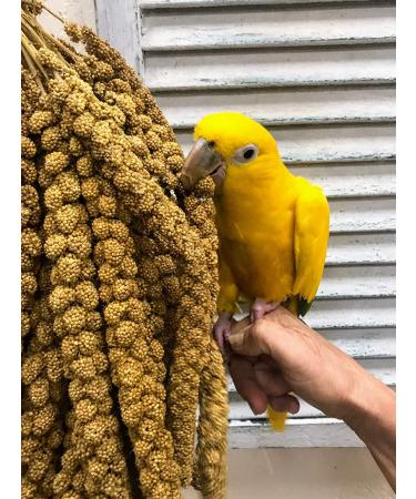 Nemeth Farms Spray Millet: GMO-Free Bird Treat & Supplement 1lb - No Stems, Only Edible Tops for Parakeets, Cockatiels, Lovebirds & Finches - Buy Online on SooperMarket.com