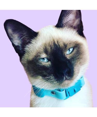 Kittyrama Cat & Kitten Neck Bands - Breakaway Hypoallergenic & Comfortable | As Seen in Vogue | Veterinarian Approved - Shop Now! - Buy Online on SooperMarket.com