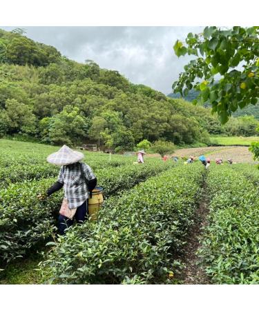 Taiwan unique tea Taitung Red Oolong 150g*4 - Buy Online on SooperMarket.com