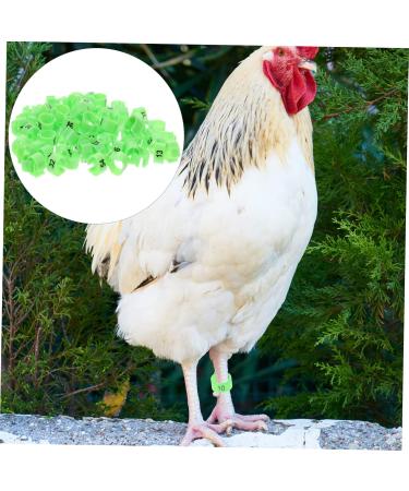 Beavorty 300 Pcs Pigeon Anklet Where Labels Pet Chicken Bands Birds Supplies Bird Drinker Ornamental Pigeon 1X1X0.8CMx3pcs Greenx3pcs - Buy Online on SooperMarket.com