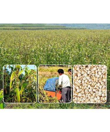 cn herb 250g Coix Kernel Flour 10:1 Water-soluble Barley Flour - Buy Online on SooperMarket.com