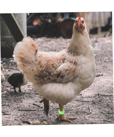 Beavorty 300 Pcs Pigeon Anklet Where Labels Pet Chicken Bands Birds Supplies Bird Drinker Ornamental Pigeon 1X1X0.8CMx3pcs Greenx3pcs - Buy Online on SooperMarket.com