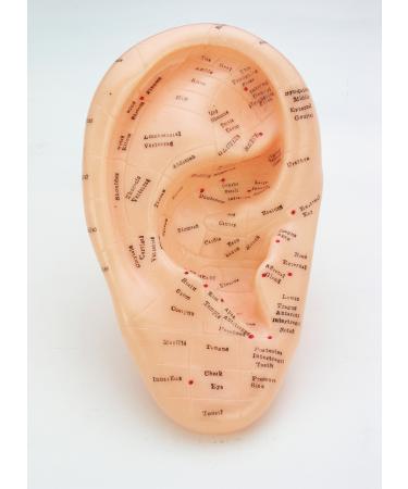 17cm Ear Acupuncture Points and Reflexology Model - Points Identified in Standard English Designation