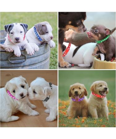 Heyu-Lotus 12-Pack Puppy Collars Paw Print Puppy Whelping Collars Quick Release Buckle Adjustable Leash Pet Safety Collars for Puppies and Cats (M) - Buy Online on SooperMarket.com
