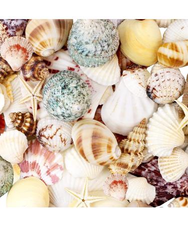 100+ Pcs WEOXPR Mixed Sea Shells & Starfish - Beach Themed Decor for Fish Tank, Vase Fillers, Wedding, Crafts & Home Decor - Buy Online on SooperMarket.com